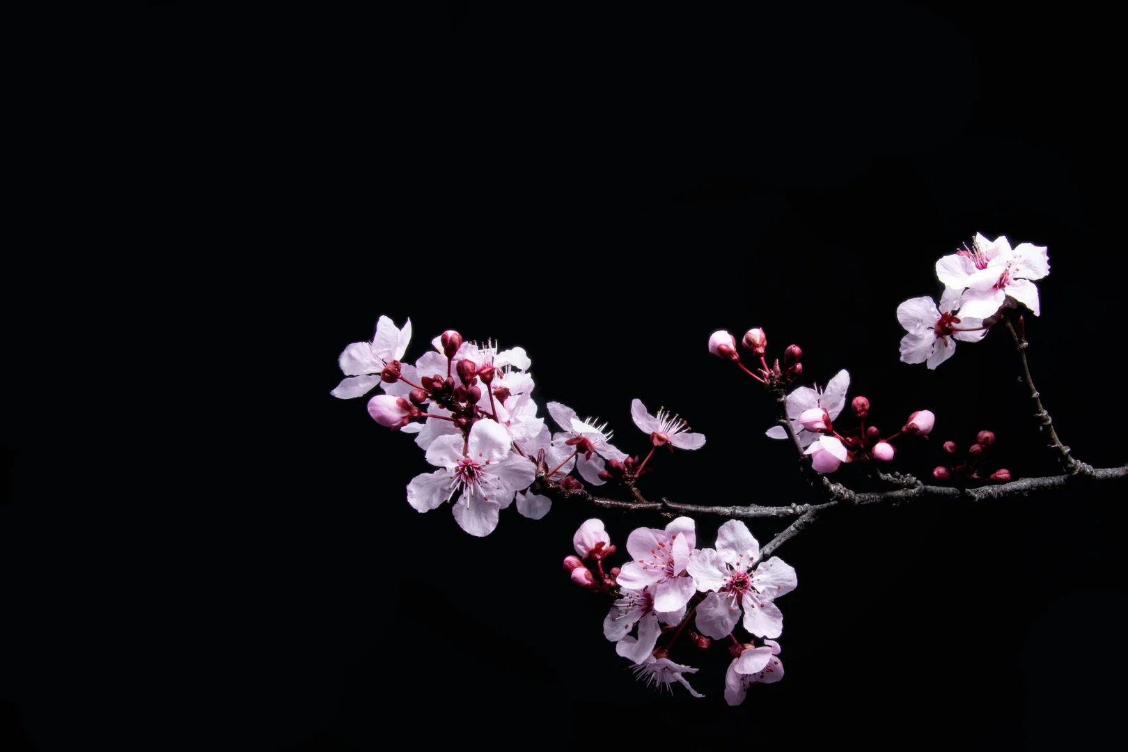 Sakura profile banner
