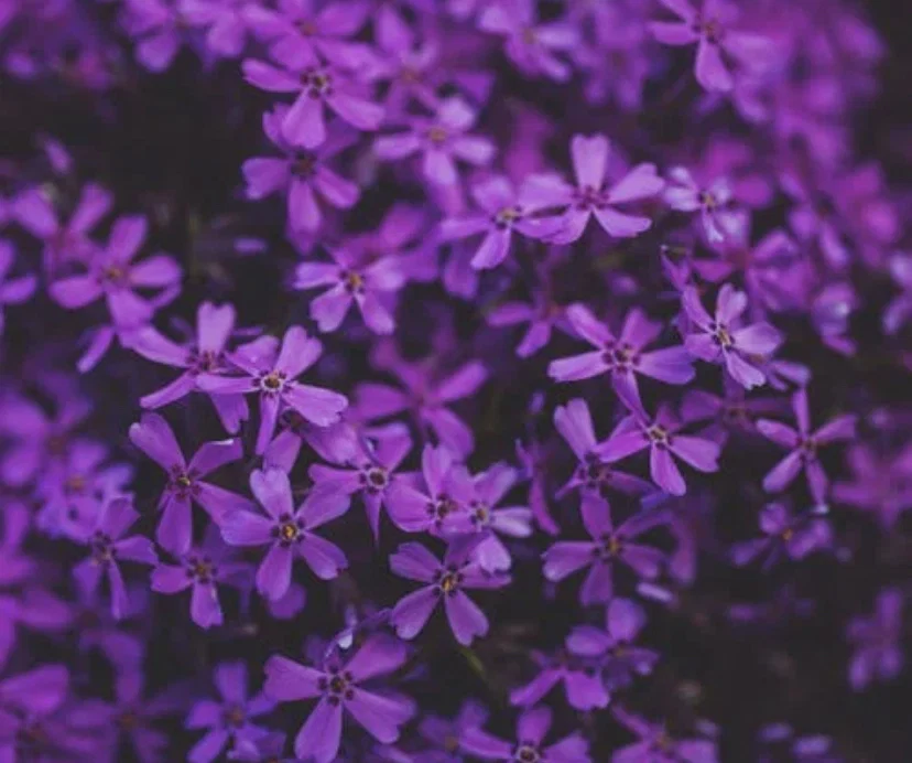 💜Your Love💜 profile banner