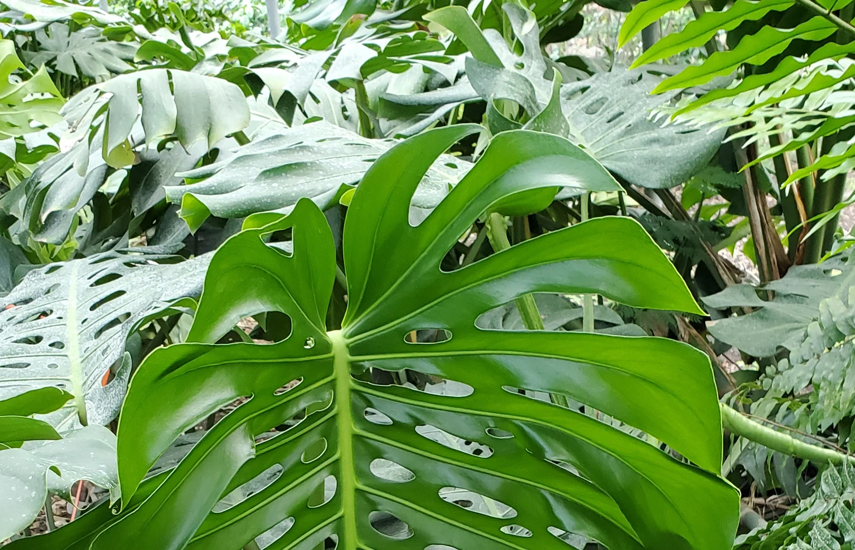 Mistress Monstera profile banner
