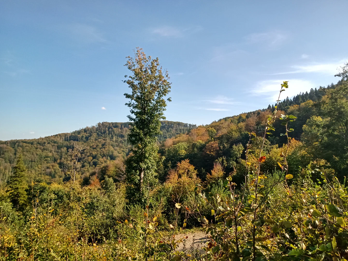 Chanel profile banner