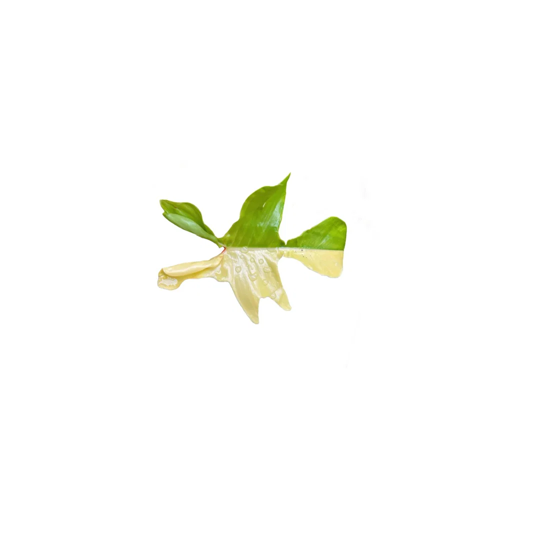 Hector’s Dirty Roots profile banner