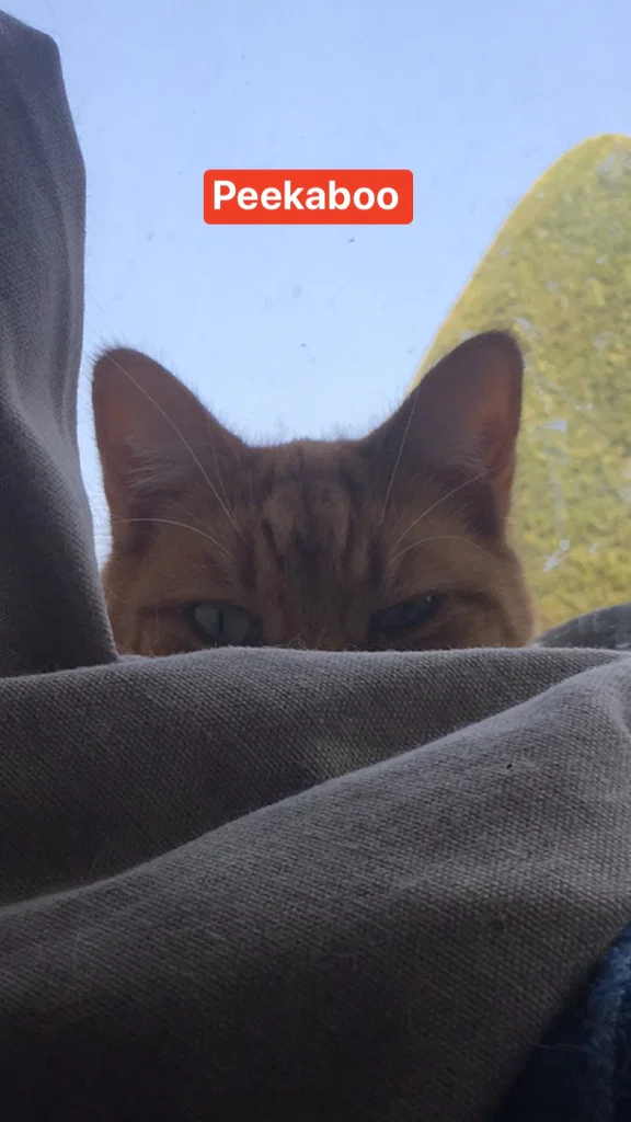Bobby ross's avatar