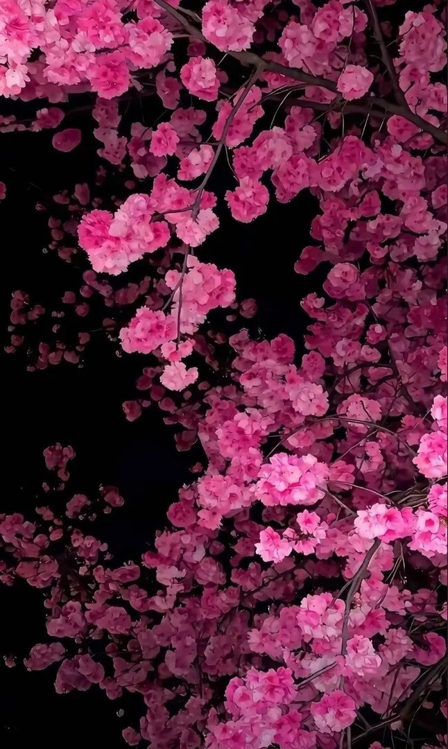 AdriannaXXXclusive profile banner