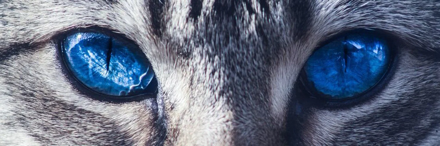 Minoufelin profile banner