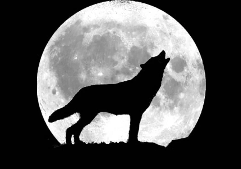 BadWolfZer0's avatar