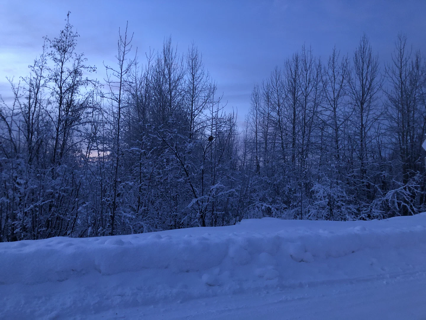 Icy Rhoadz profile banner