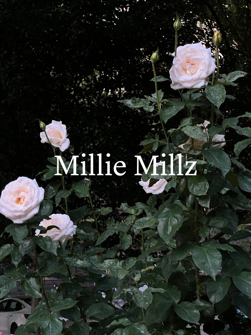 Millz πΌπ»π€ profile banner