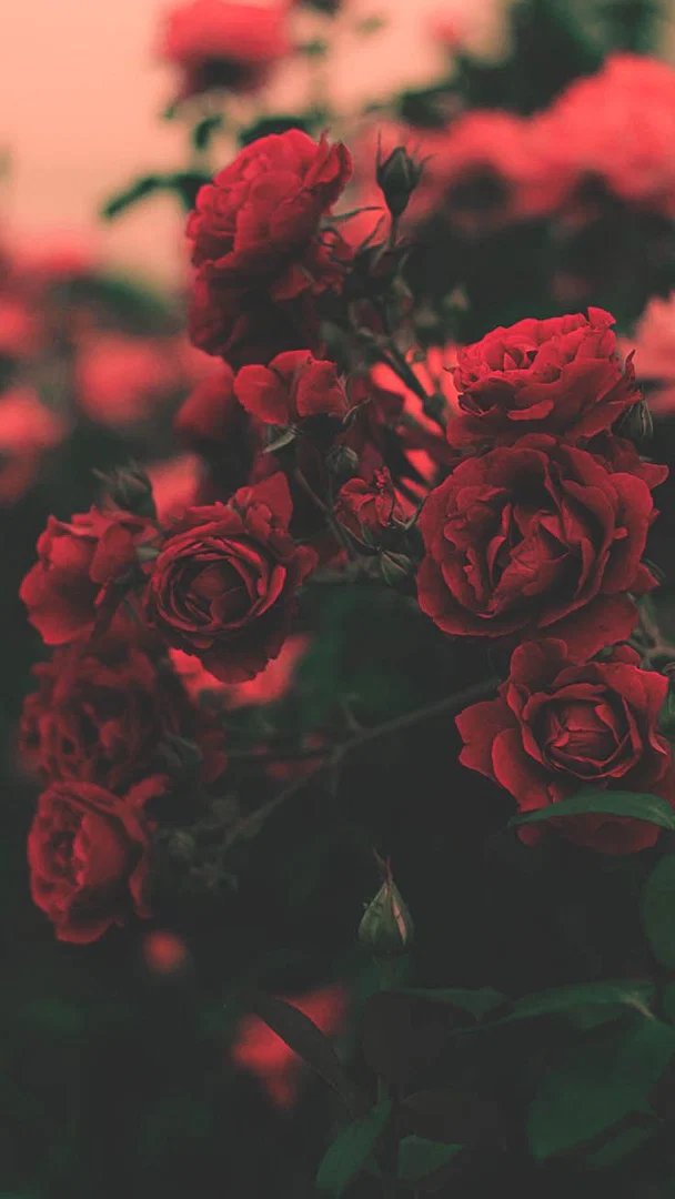 Bella26 profile banner