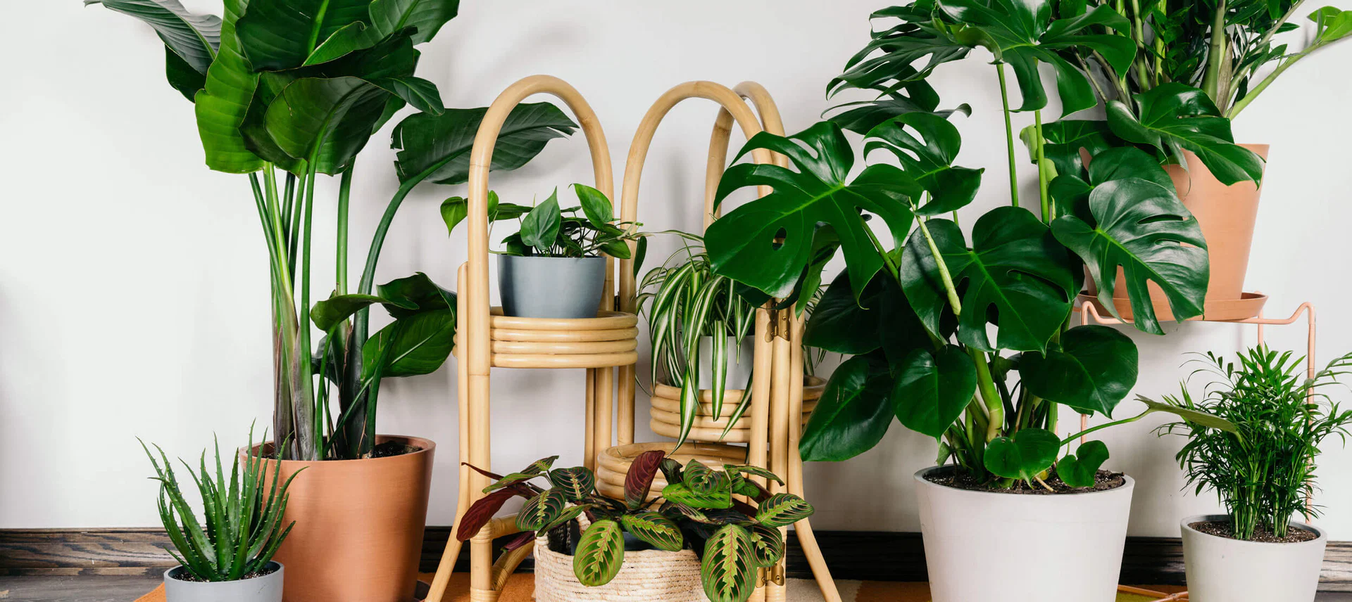 Ivy profile banner
