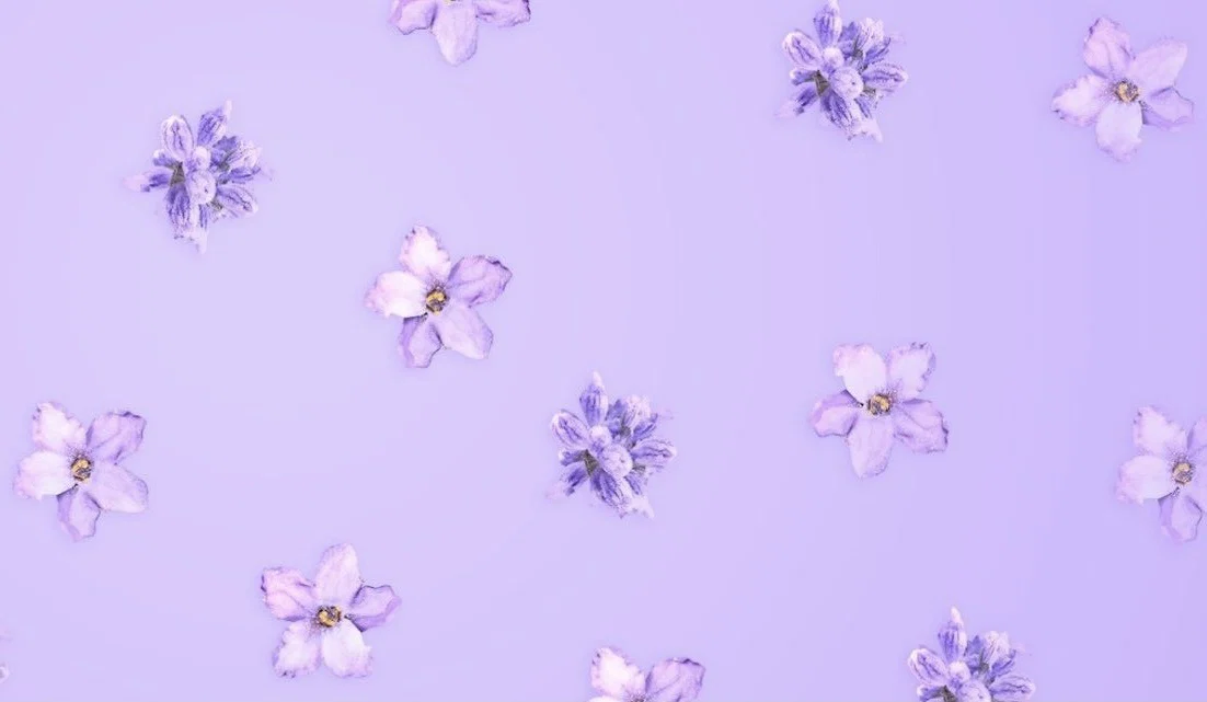 ๐Lav๐ profile banner