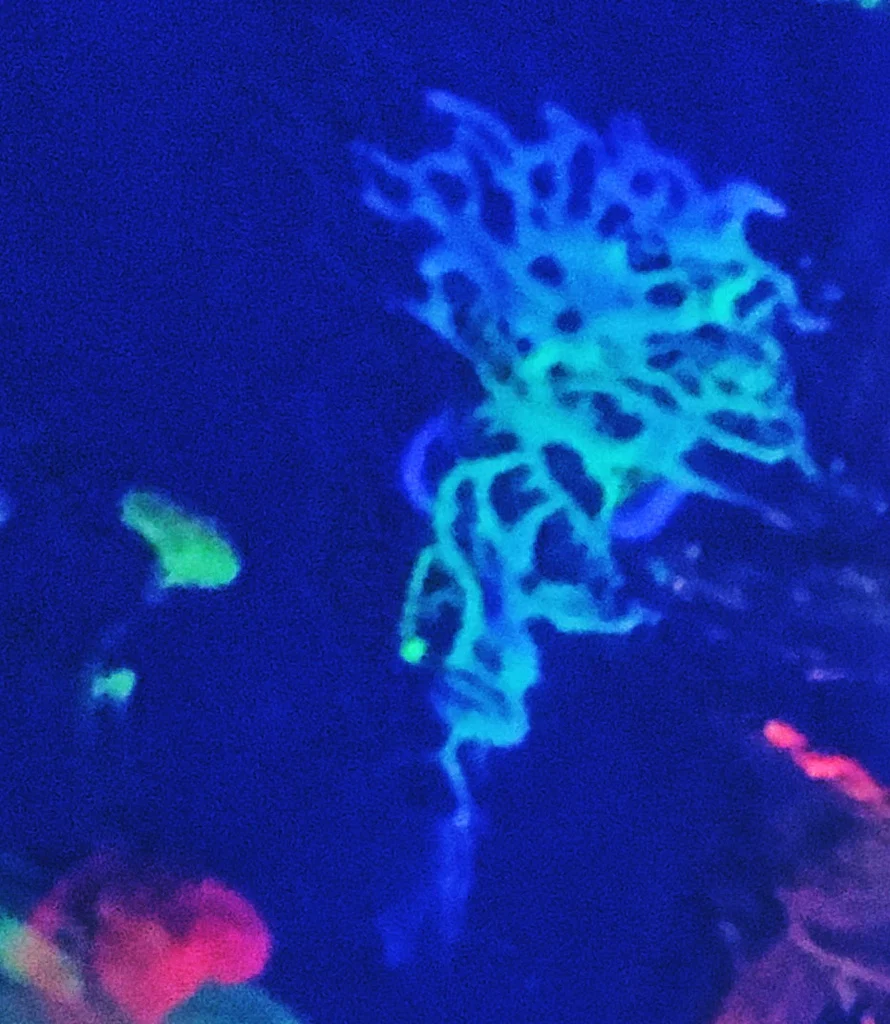 GloPainterFX