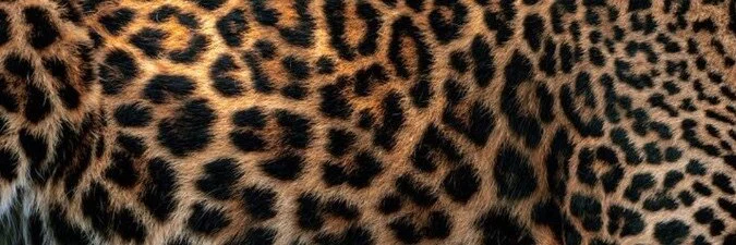 ⚜️DaGodddess⚜️ profile banner
