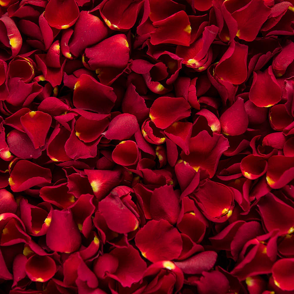 Dahlia Rose profile banner