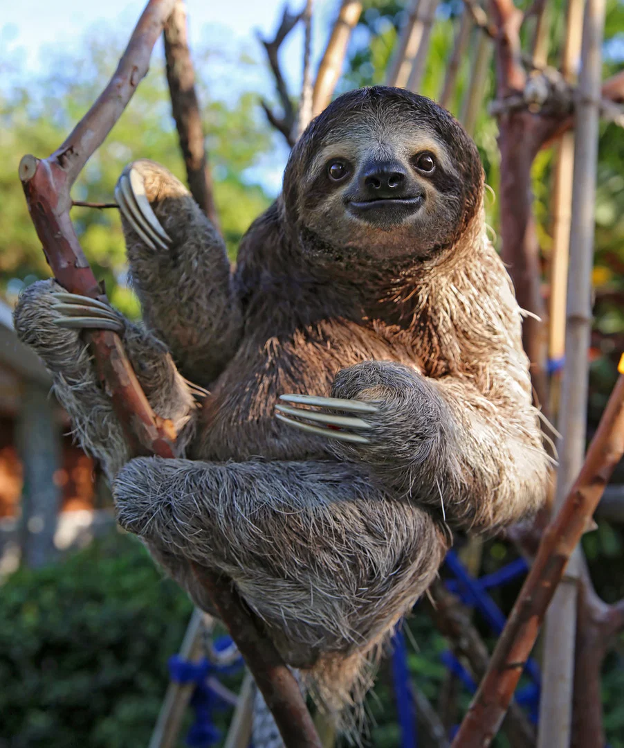Sloth profile banner