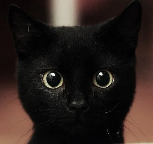 Miaou DuBois's avatar