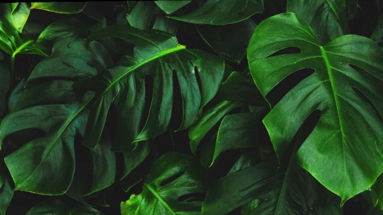 Aurora Luna π profile banner