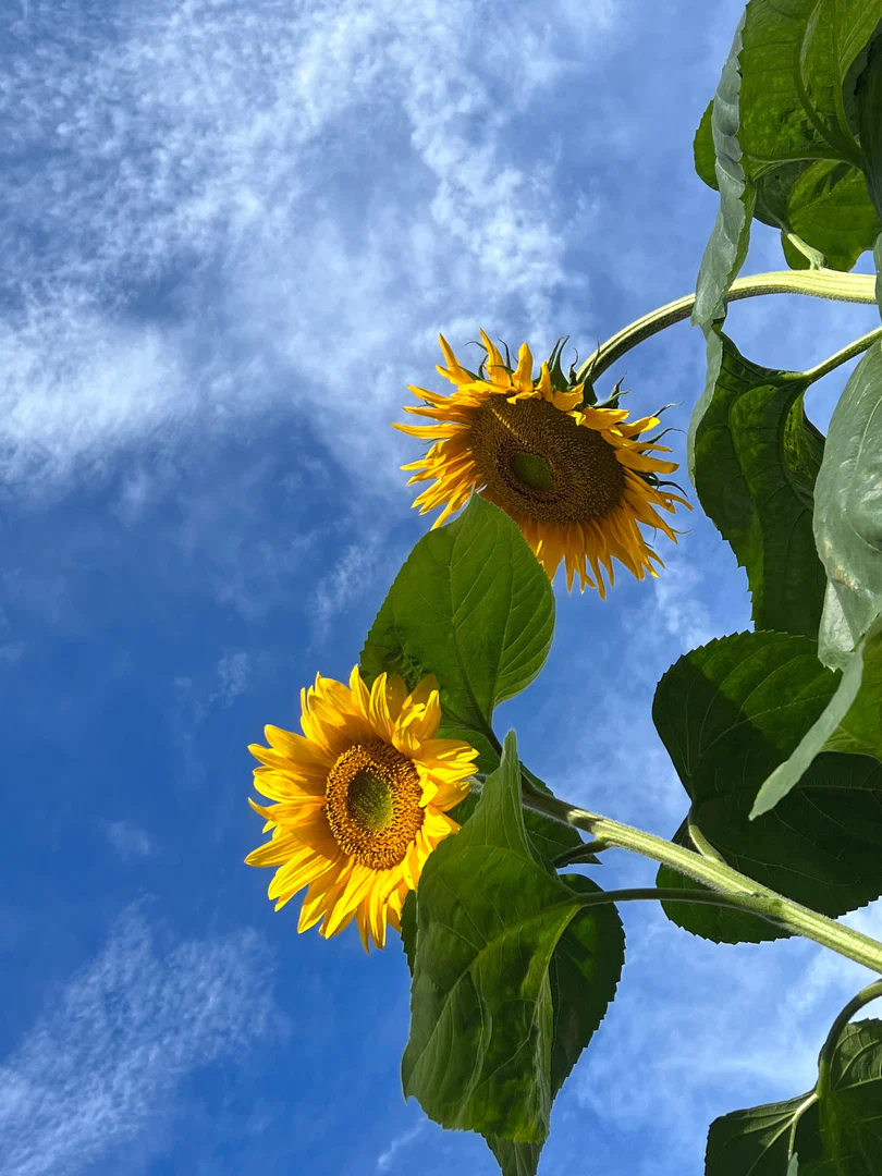 Szafyna profile banner