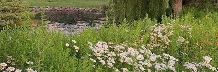Lorelei's profile banner