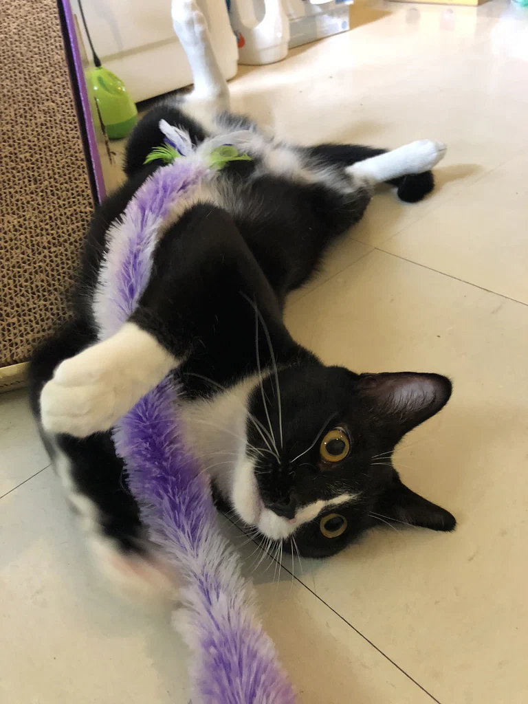 Look at cats!'s avatar