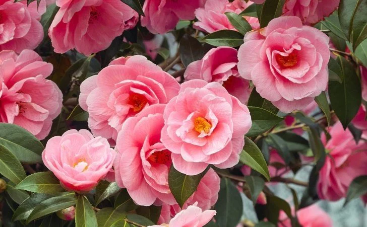 Magali de las Camelias profile banner