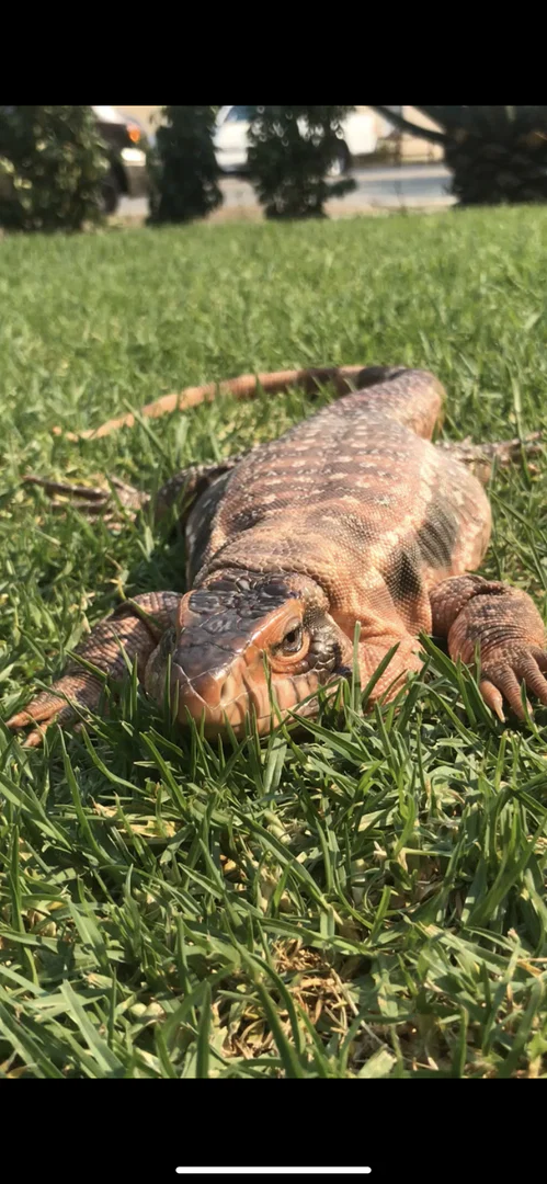 Angiemaima’s Exotics profile banner