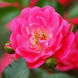 WildRose_L's avatar