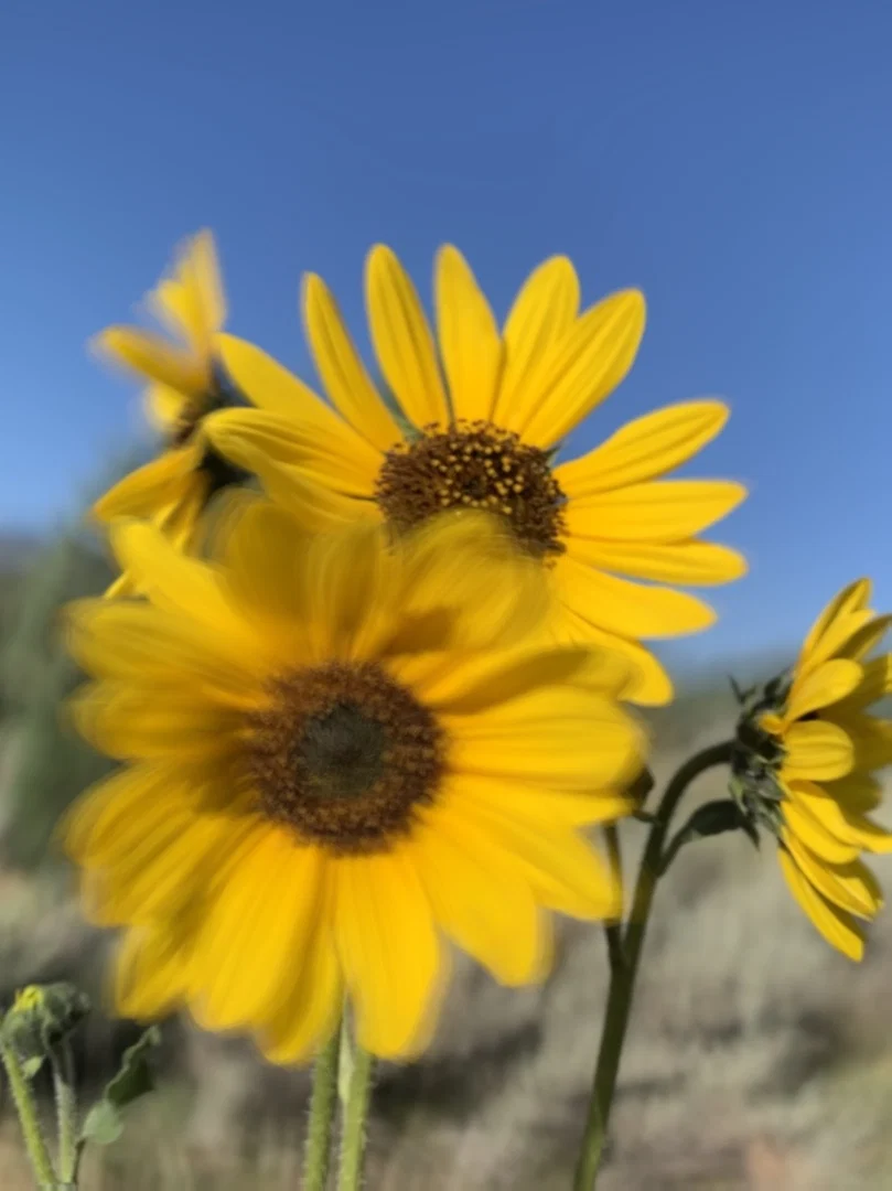 sunshine🌟 profile banner