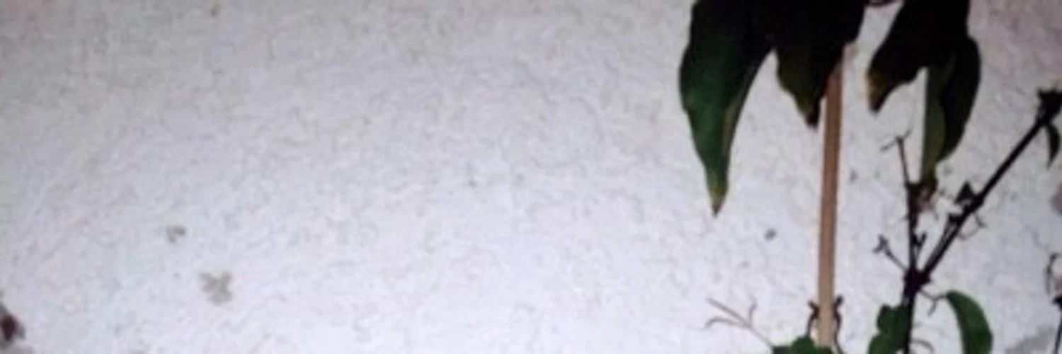π―ππππ πΈπππππππ profile banner