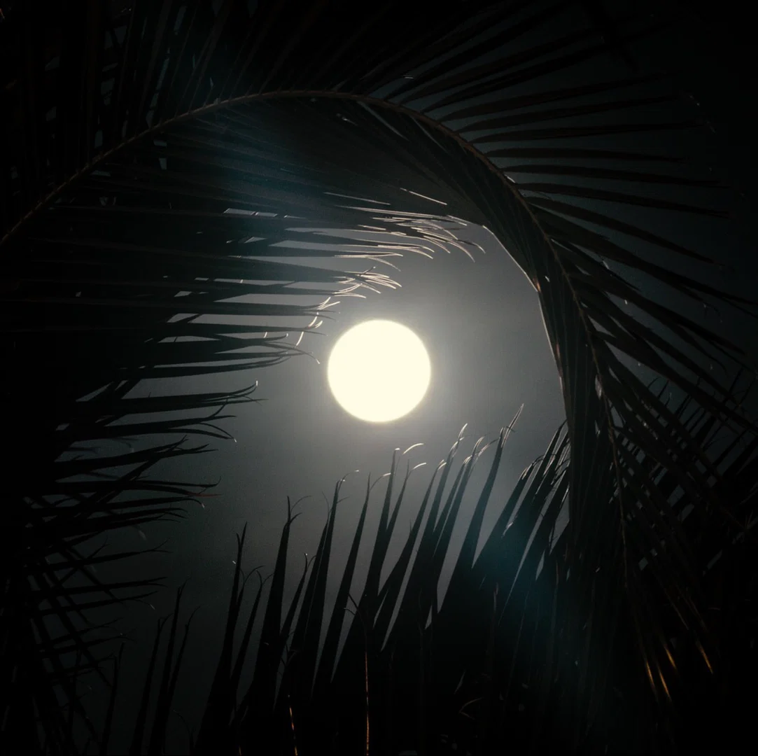 π°π₯π©π²π±π±π¦ππ¬π¦π¦ profile banner