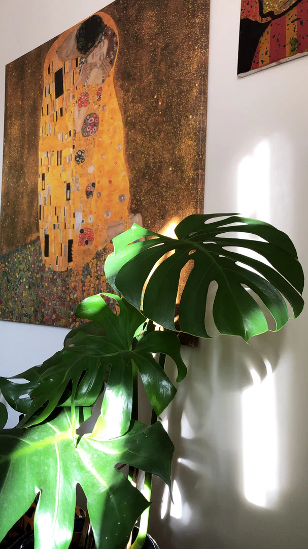 Holly Anne 🌷 profile banner