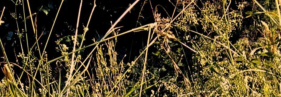 NaughtyGardenGirl profile banner