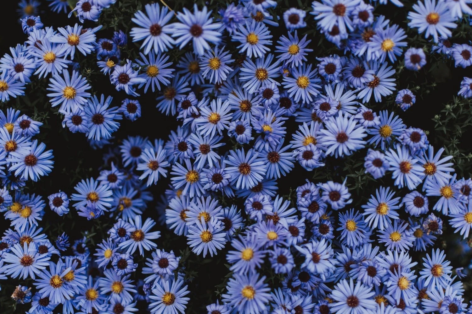 Daisy profile banner
