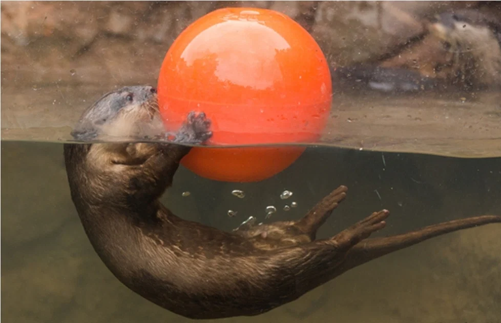 The Playful Otter profile banner