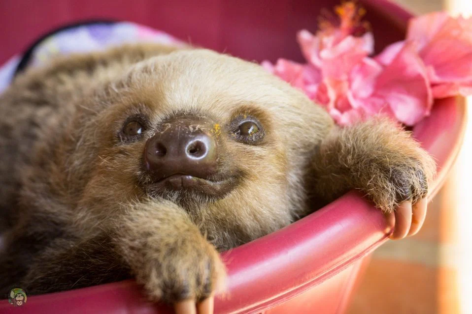 The Slothqueen profile banner