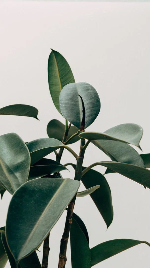 blackartheaux profile banner