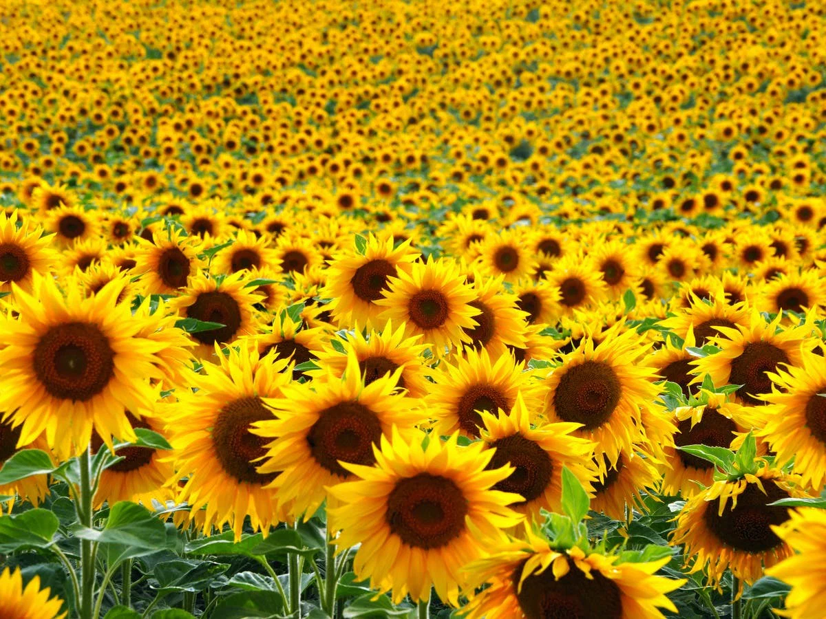 🌻 Sunflower Son 🌻 profile banner