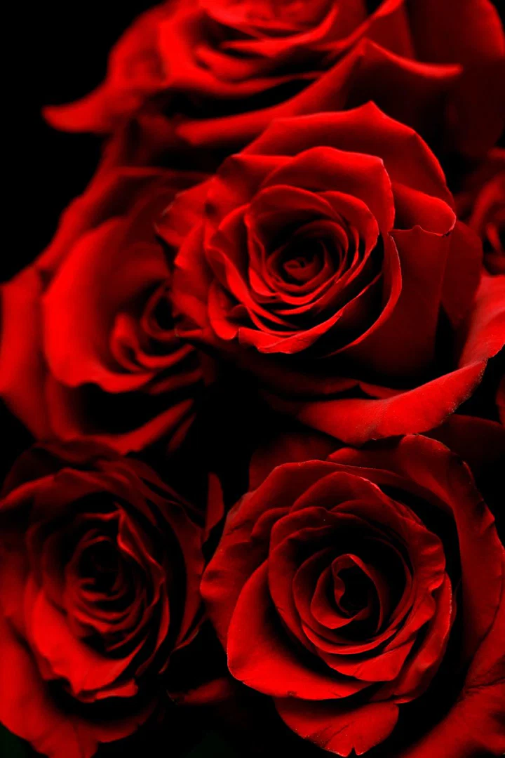 Victoria Rose profile banner