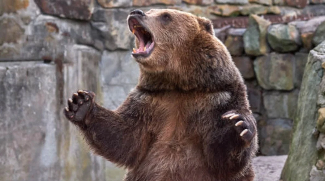Grizzly1 profile banner