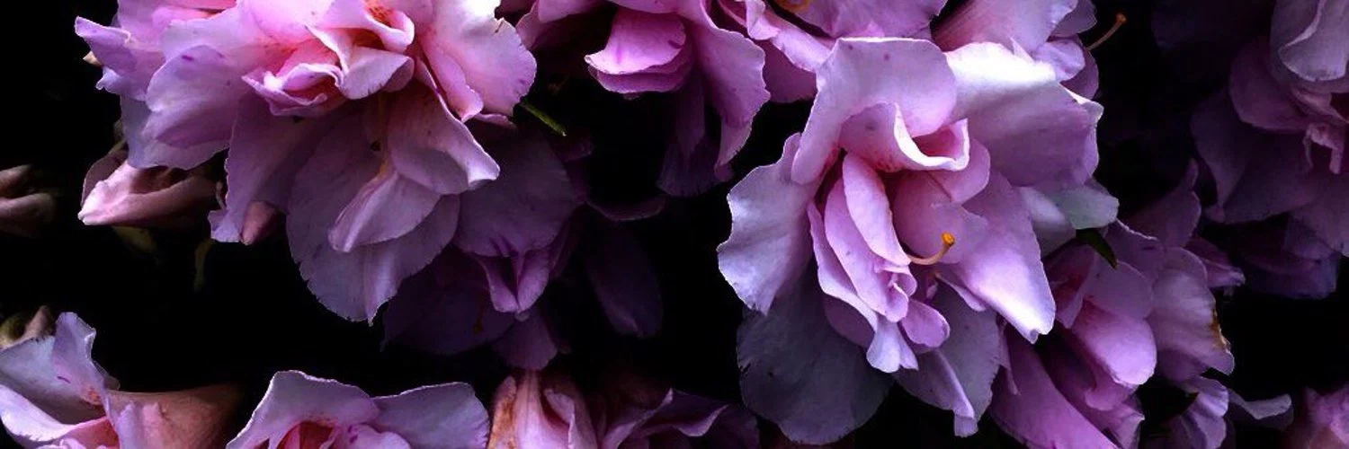 without Ramona profile banner