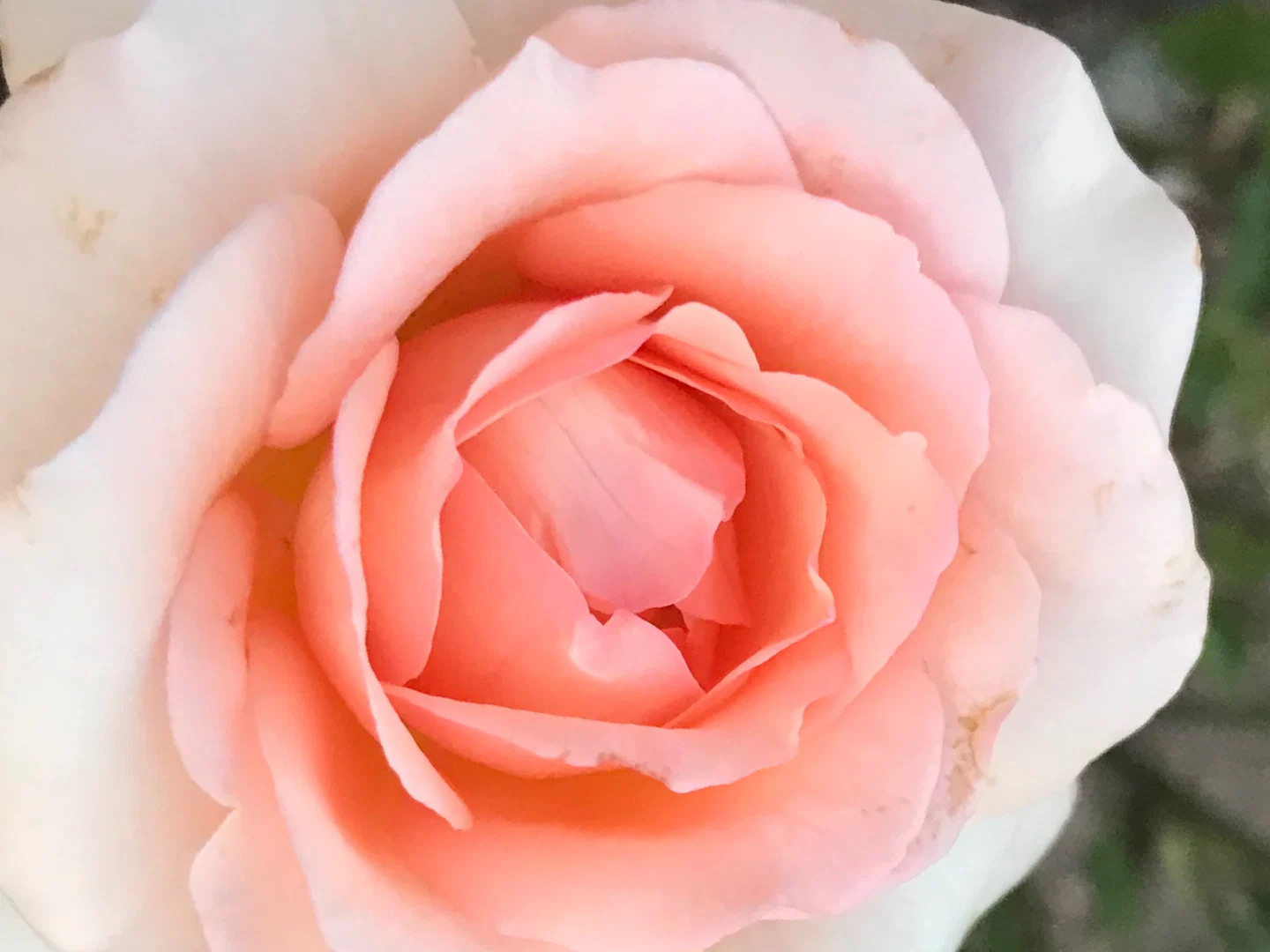 tulipš· profile banner