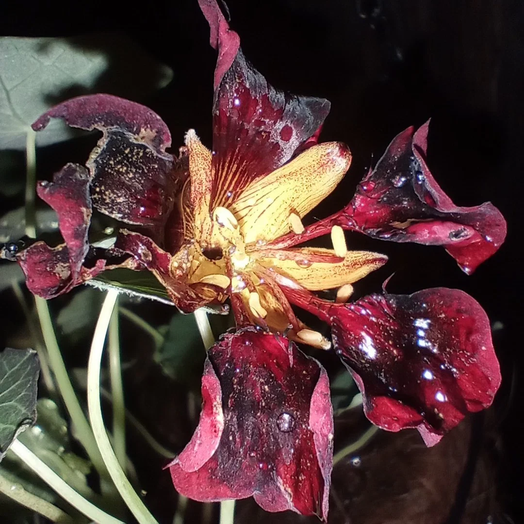 PlantWhisperer profile banner