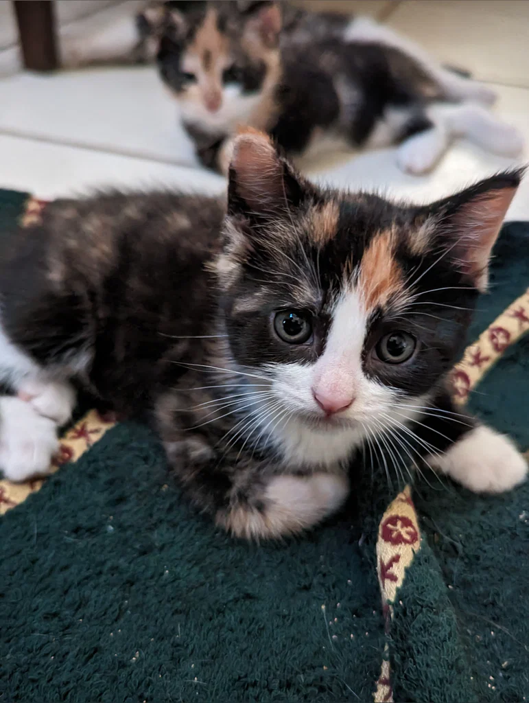 Itty bitty kitties's avatar