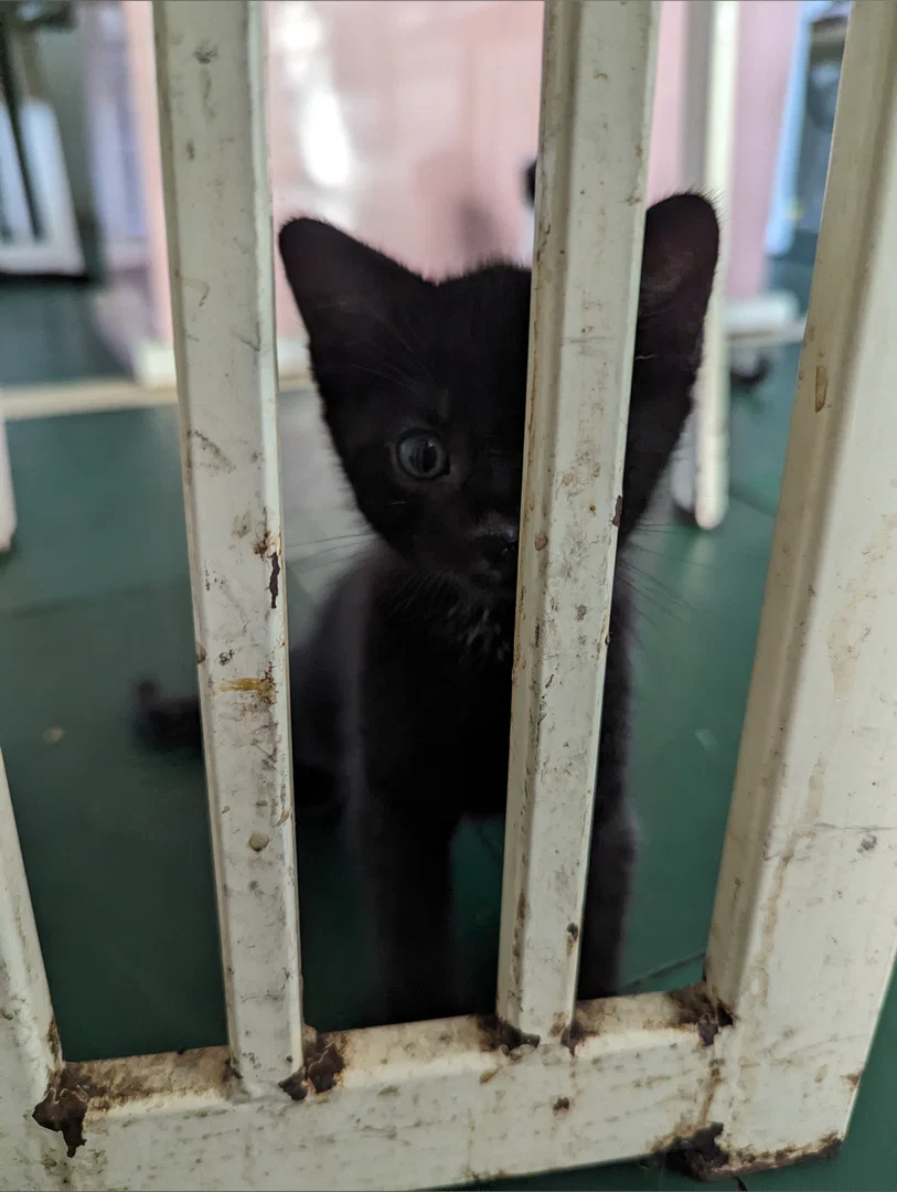 Itty bitty kitties profile banner