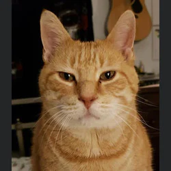 FuriousNS's avatar