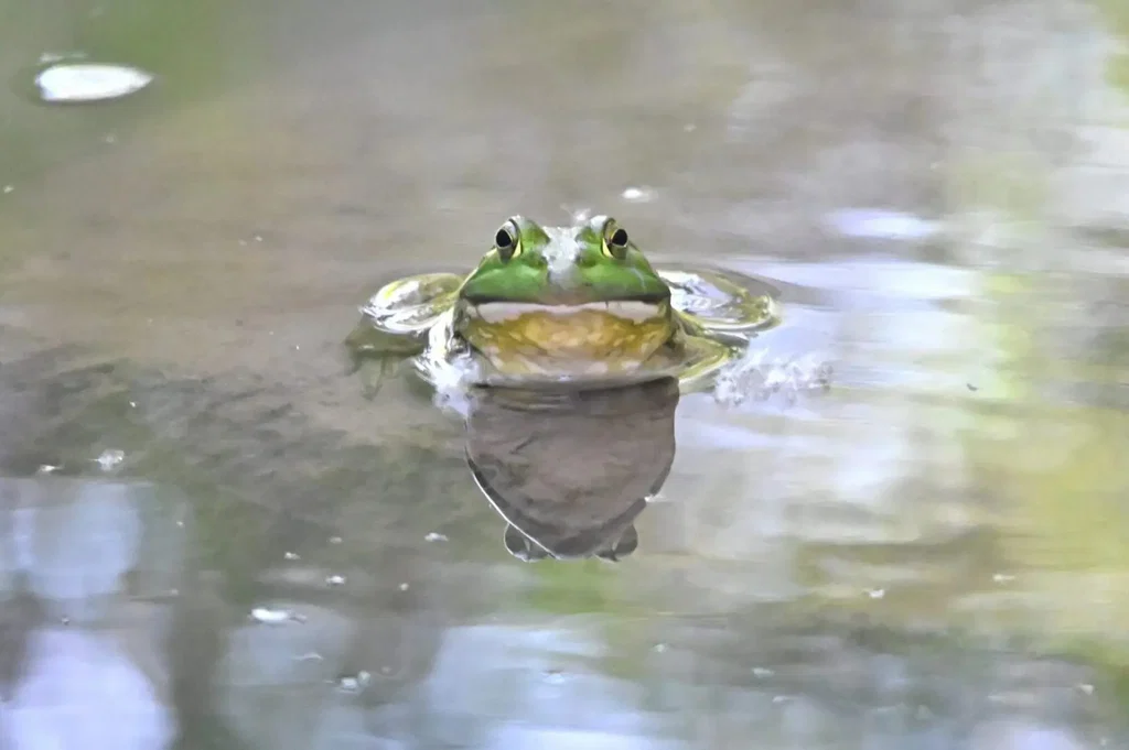 Frog