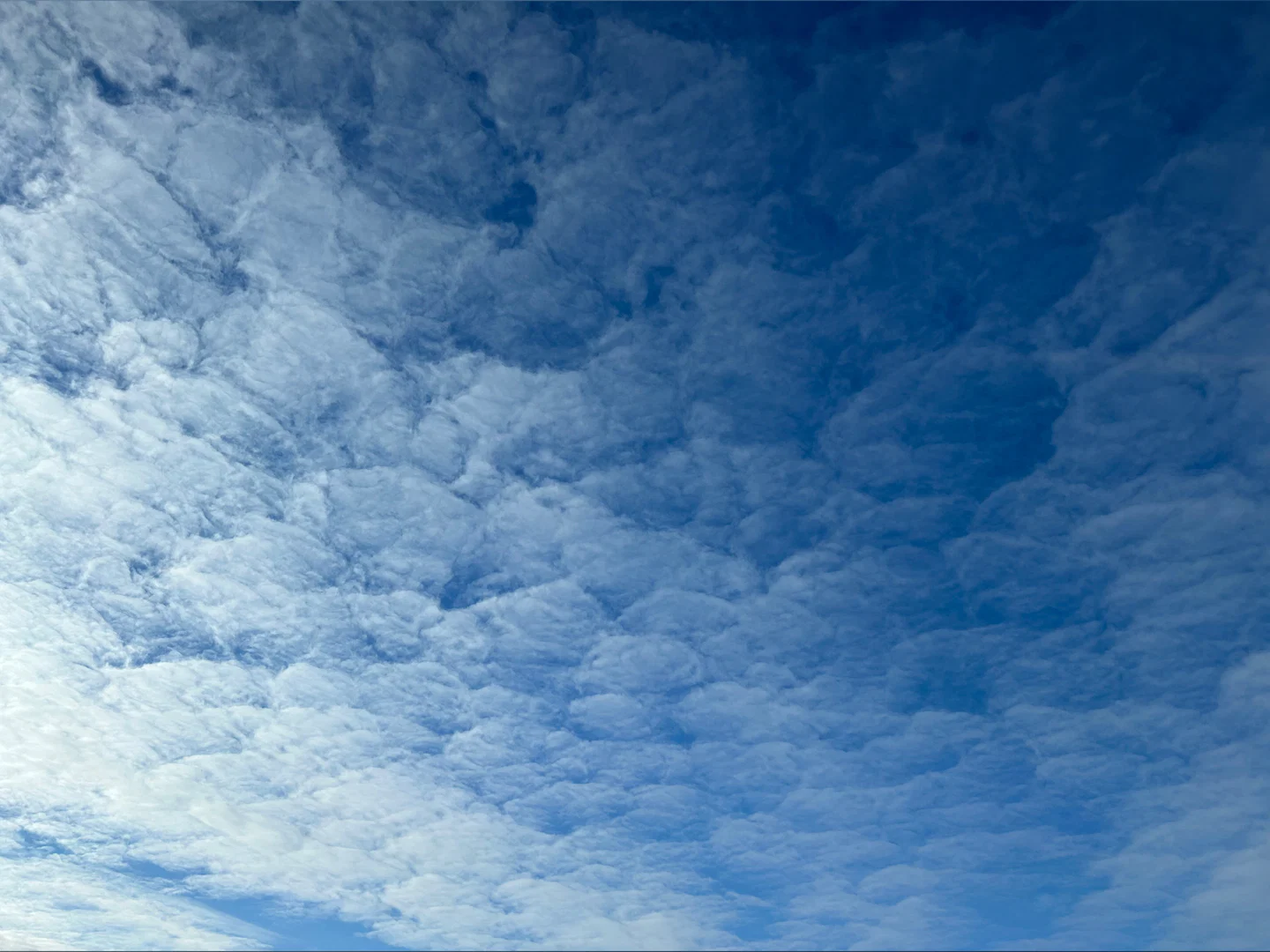 Carina profile banner