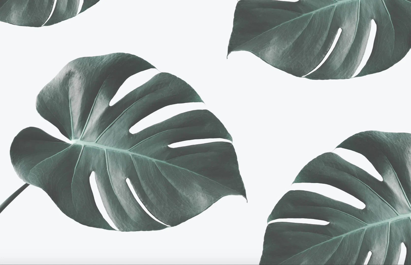 Mei Terumi profile banner