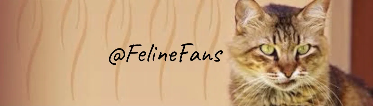 ππ± FelineFans π±π profile banner