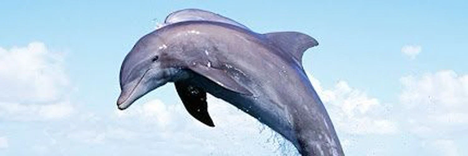 Nippeluver profile banner