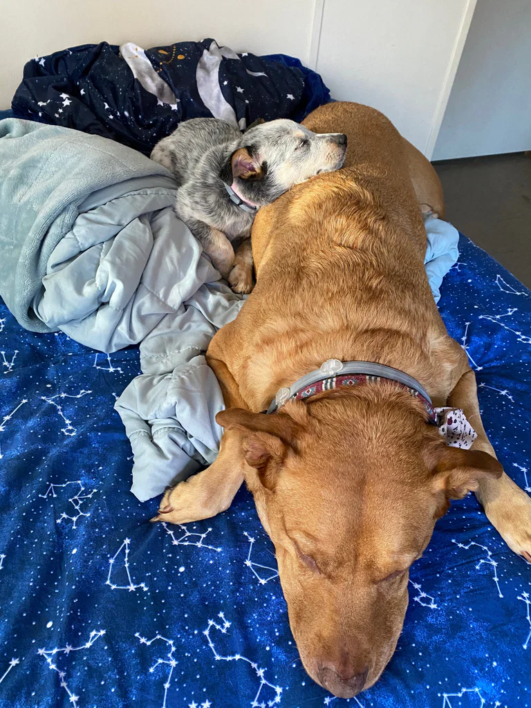 Sarabi&amp;Simba's avatar